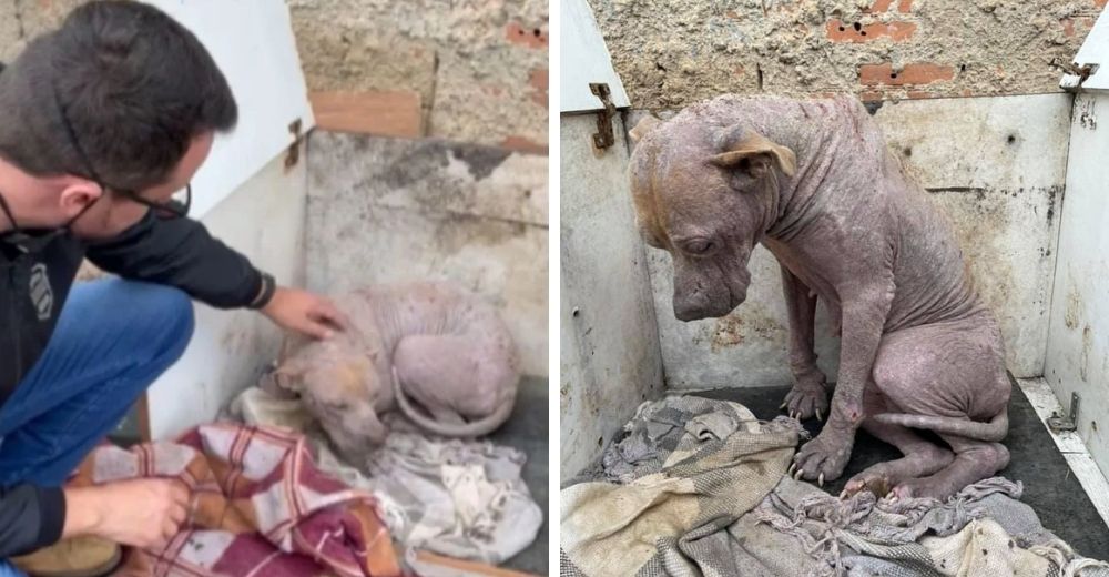 La profunda mirada de tristeza de una pitbull sacada de la calle, desgarr贸 el alma de sus h茅roes La profunda mirada de tristeza de una pitbull sacada de la calle, desgarr贸 el alma de sus h茅roes