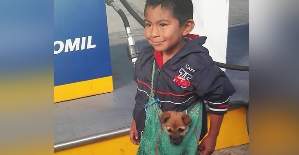 Un humilde niño lleva a su perro en un bolso a pesar de las adversidades Un humilde niño lleva a su perro en un bolso a pesar de las adversidades