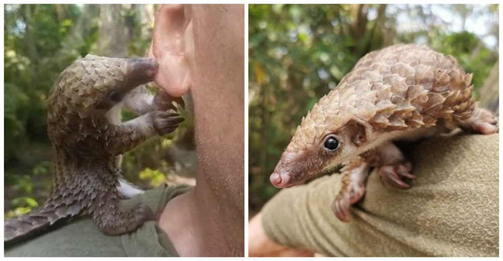 Bebé pangolín rescatado no para de llenar de besos al hombre que lo salvó