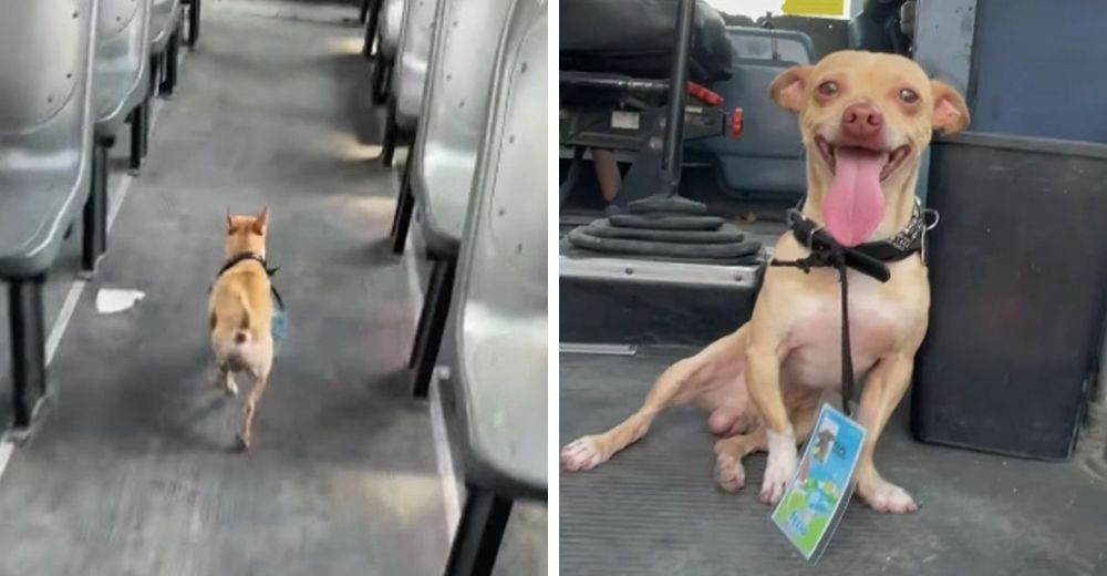 Perrito perdido fue hallado subido en un autobús con su propio pasaje colgado del cuello