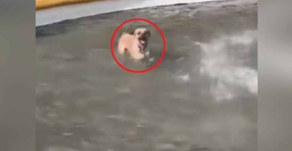 No comprende la razón por la que su perro regresa mojado a casa hasta que lo ve en un vídeo