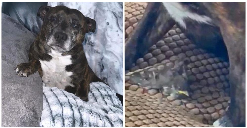 Una pitbull corre a rescatar a un pajarito caído del nido y lo adopta como si fuera su hijo