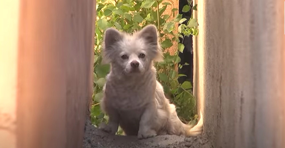 Encuentran a una leal perrita desolada en una propiedad vacía, confiaba que regresaran por ella