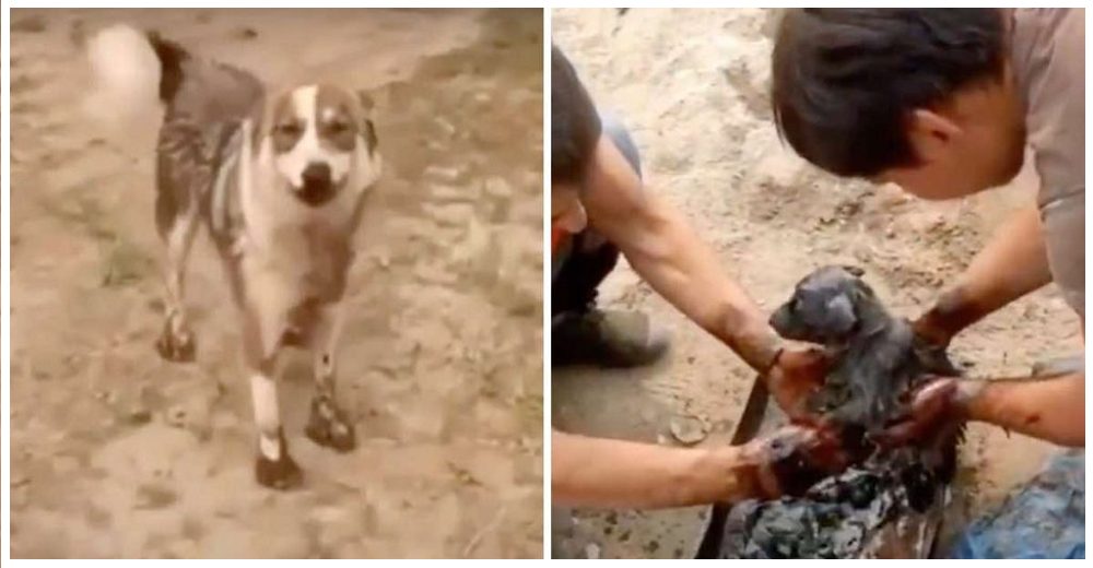 Desesperada perrita aborda a unos hombres y los guía hasta su cachorrito bañado en alquitrán