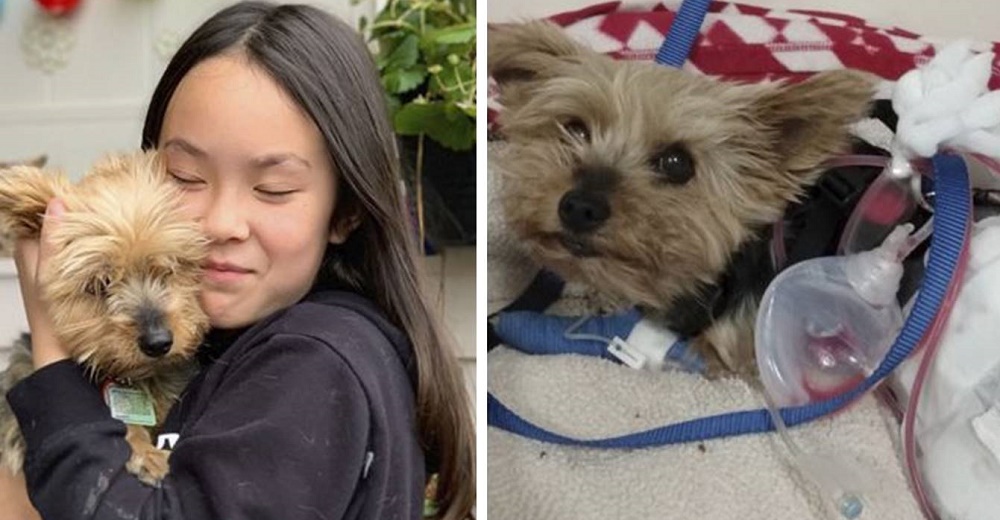 Valiente perrita arriesga su vida para intentar salvar la de su dueña Valiente perrita arriesga su vida para intentar salvar la de su dueña