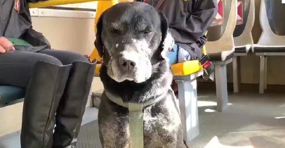 Perrito callejero anciano se roba el corazón de los conductores de autobús hasta que lo adoptan