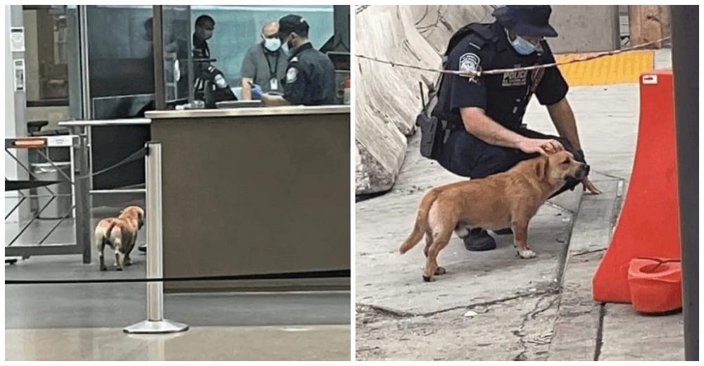 Valiente perrito cruza la frontera y captan el recibimiento de los agentes migratorios