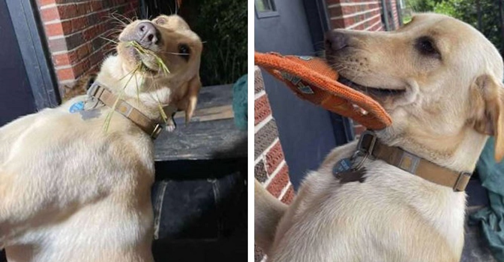 Perrito le demuestra a mamá cuánto la ama recibiéndola cada día con un regalo