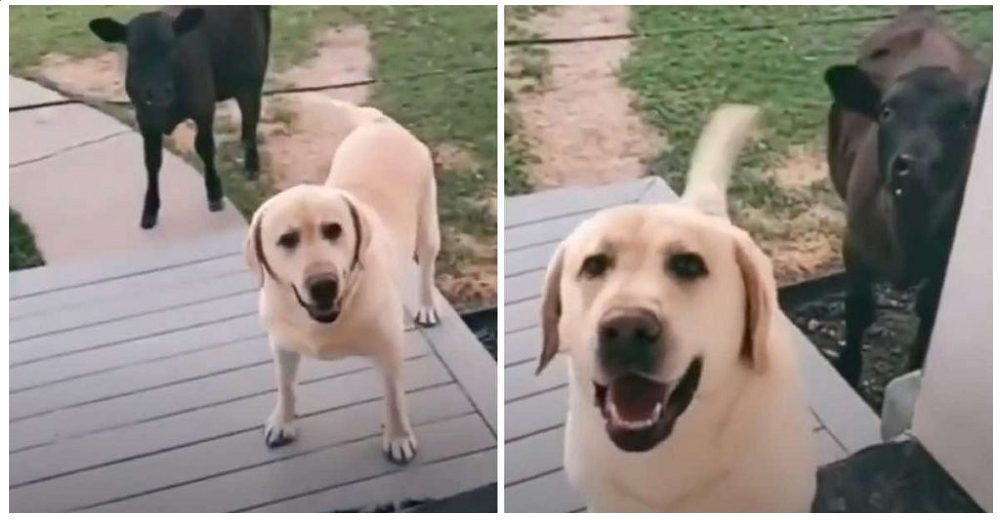 Perrito sale a pasear y regresa a casa con su nueva amiga vaquita suplicando que la adopten