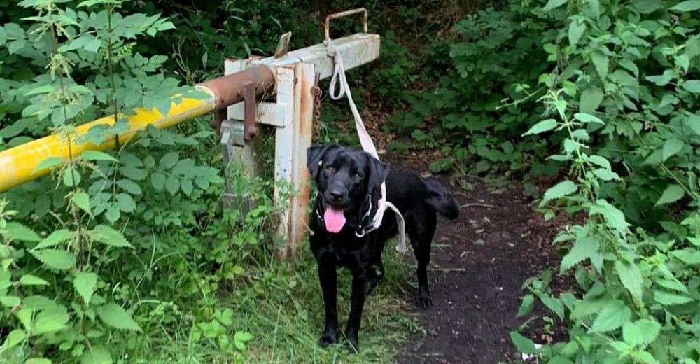 Se acercan al perro afligido que fue abandonado en un bosque