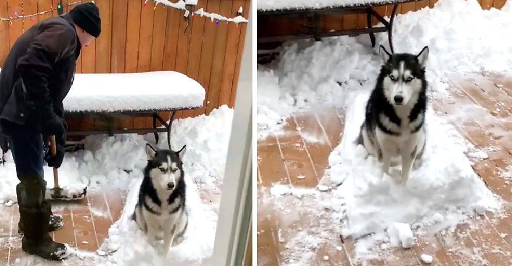 Un gracioso husky se niega a que le quiten lo que más ama en el mundo