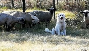 Su perro no respondía a su llamado y lo encuentra salvándole la vida a un corderito desesperado