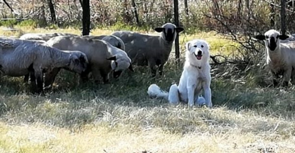 Su perro no respondía a su llamado y lo encuentra salvándole la vida a un corderito desesperado