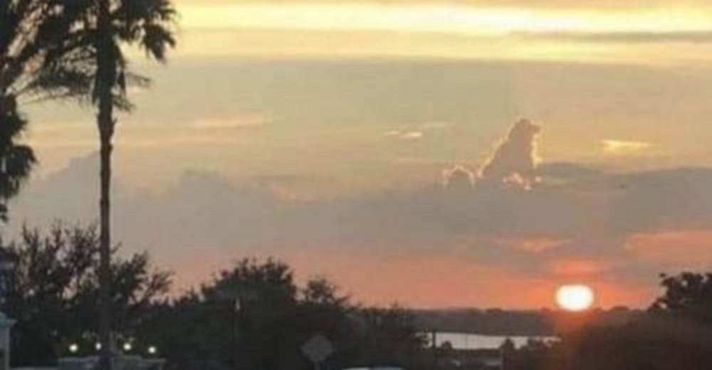 Nubes con forma de perrito demuestran que todos los peludos van al cielo