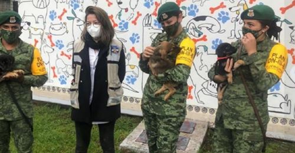 Militares terminan destrozados con tanto perrito abandonado en el aeropuerto y abren un refugio
