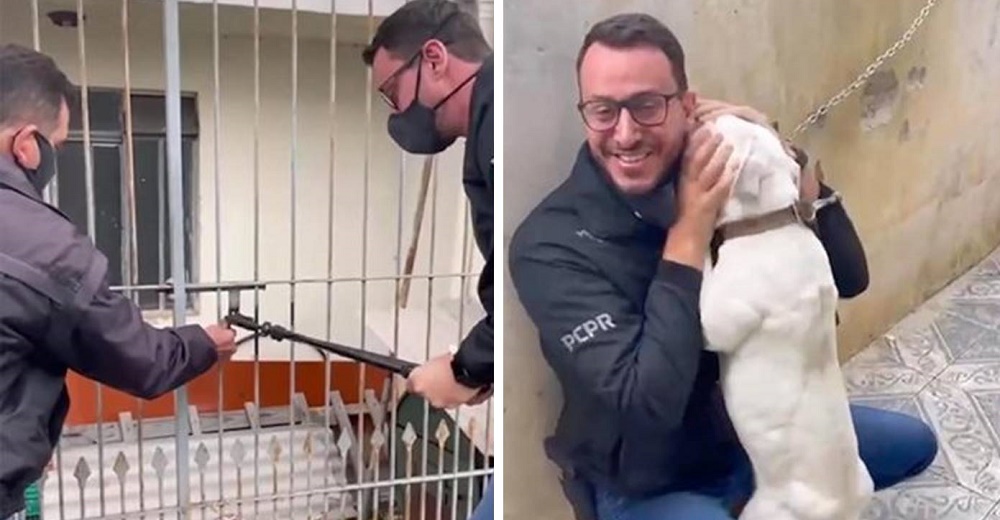 Perrita que pasó encadenada bajo el frío y el sol, no deja de besar al hombre que la liberó Perrita que pasó encadenada bajo el frío y el sol, no deja de besar al hombre que la liberó