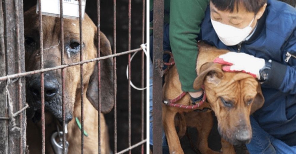 Las lágrimas de un angustiado perrito al ser salvado minutos antes de acabar en un plato de sopa