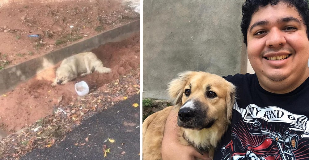 Perrito leal que esperó a su dueña fallecida fuera del hospital halla el amor junto a 10 peludos