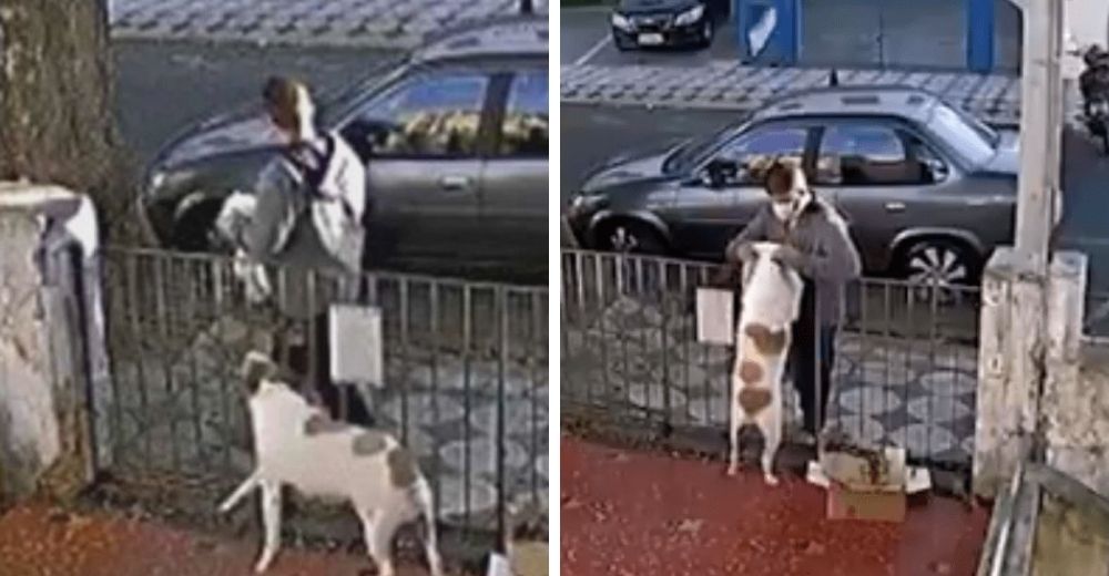 Se acerca a una noble perrita presuntamente para acariciarla sin saber que era grabado Se acerca a una noble perrita presuntamente para acariciarla sin saber que era grabado