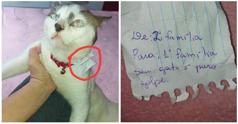 Su gato llega a casa con una nota en su collar de su segunda familia – «Nos está engañando»