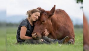 Becerrito a punto de ser sacrificado es ahora el gran toro mascota de la mujer que lo salvó