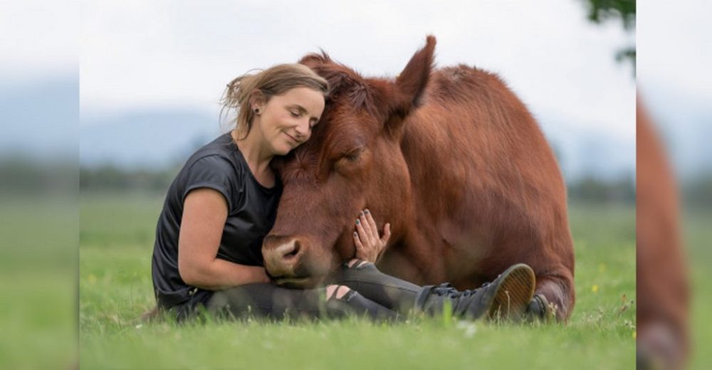 Becerrito a punto de ser sacrificado es ahora el gran toro mascota de la mujer que lo salvó