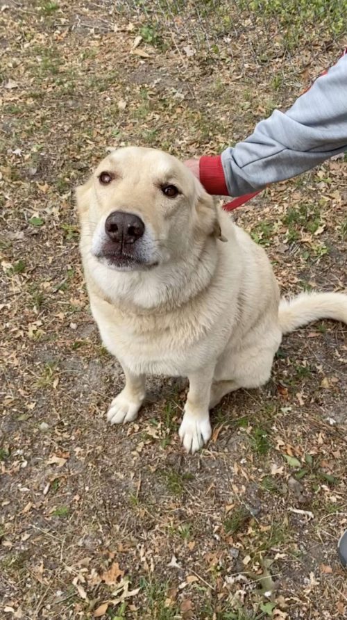 Perro nada todos los días a través de un lago para hacer amigos