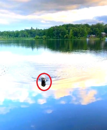 Perro nada todos los días a través de un lago para hacer amigos