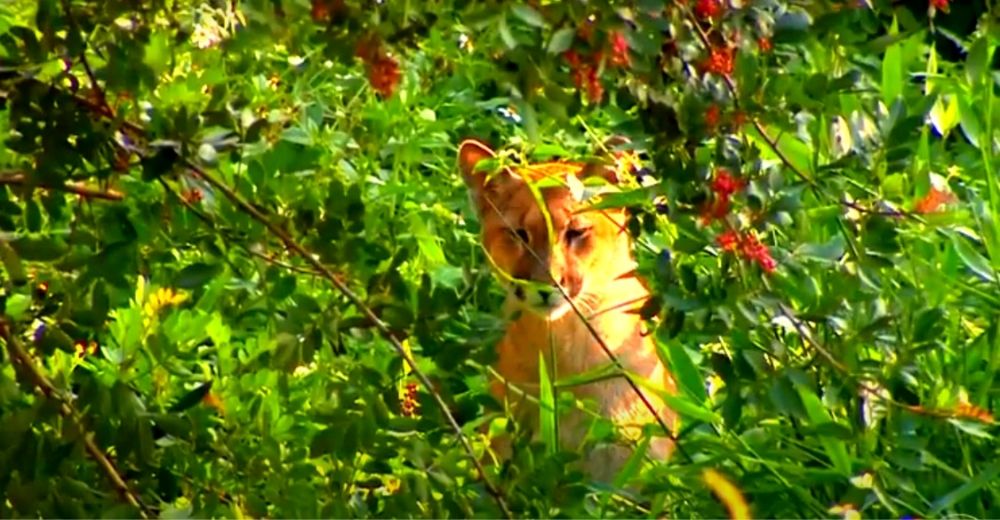 Un puma hambriento se devora decenas de gallinas alarmando a los granjeros