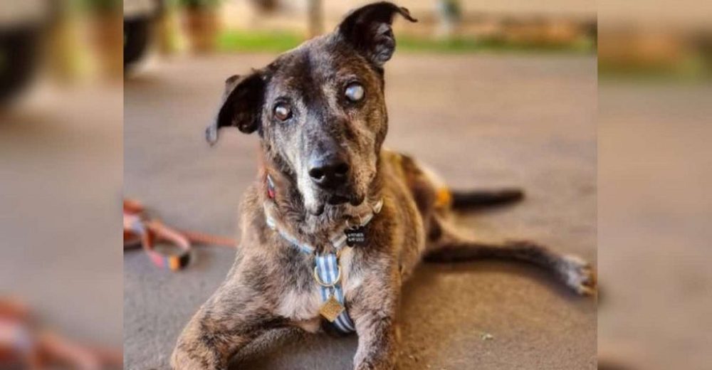 Perrito ciego y sin una patita que esperó por 10 años para ser adoptado, ahora es el más feliz