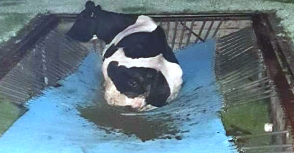 Se despierta y encuentra a una vaca atrapada en el trampolín del patio de su casa