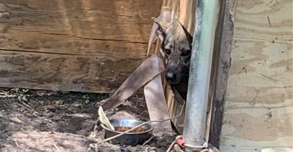 Una familia cambia la vida de la perrita que pasó años encadenada por su dueño en el fango