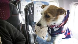 Aerolínea permite a los pasajeros viajar junto a sus perritos en la cabina principal
