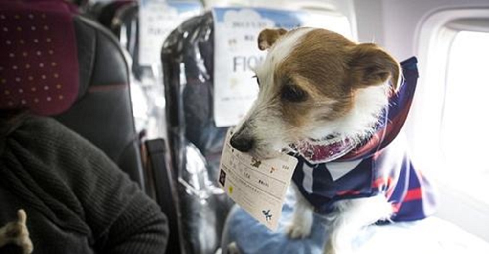 Aerolínea permite a los pasajeros viajar junto a sus perritos en la cabina principal