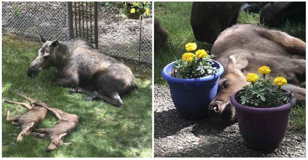 Mamá alce y sus bebés se instalan cómodamente en el patio de una familia, no querían irse más