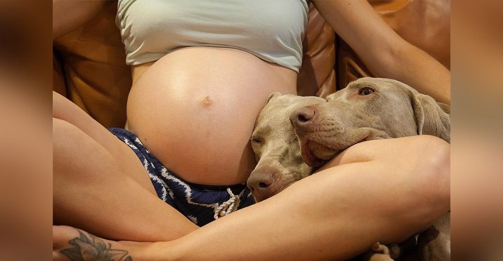 Perros querían conocer a su nuevo hermanito y esperaron pacientemente 9 largos meses Perros querían conocer a su nuevo hermanito y esperaron pacientemente 9 largos meses