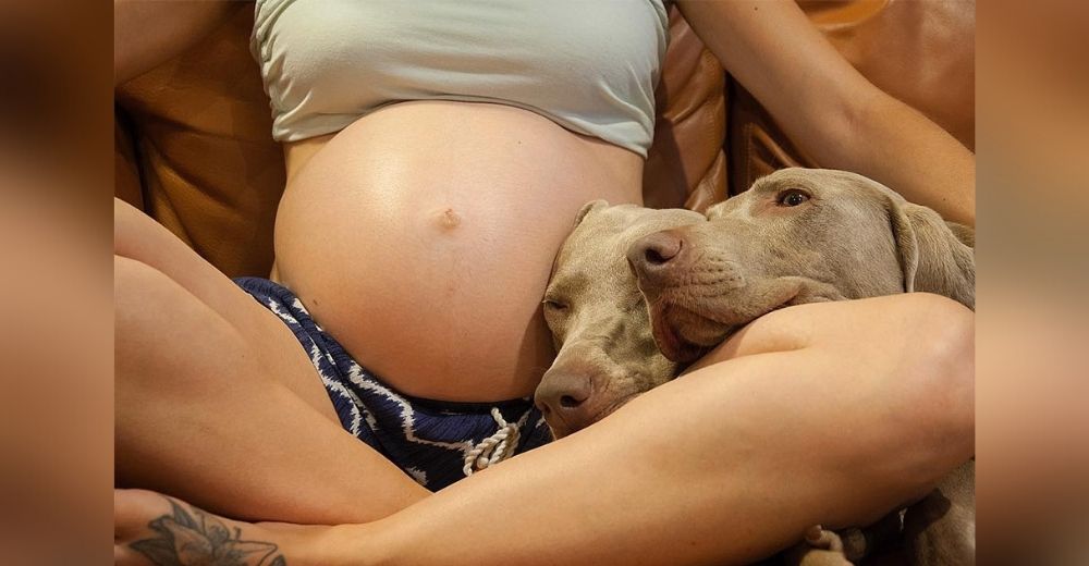 Perros querían conocer a su nuevo hermanito y esperaron pacientemente 9 largos meses