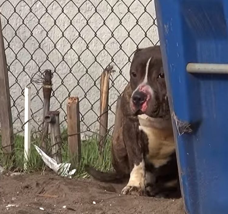 Niños lanzaban piedras a pitbull