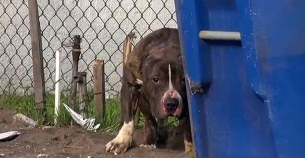 Niños lanzan piedras a un pobre pitbull que solo quería un hogar para dar amor