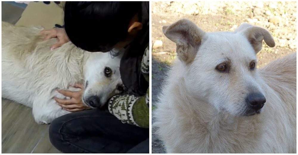 Buddy, un perrito sin hogar y con cáncer, solo pedía ser abrazado al ser rescatado