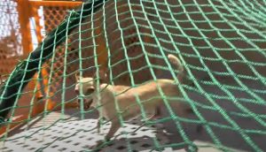 Diminuta perrita chihuahua dejada por sus dueños, no para de escapar de quienes querían ayudarla