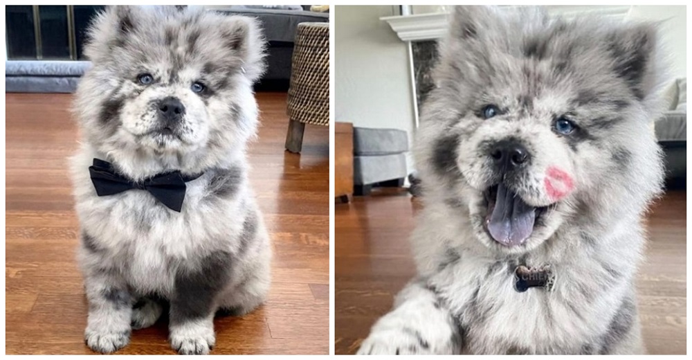 Cachorrito chow-chow es el más adorable por parecer un dulce postre de Oreo