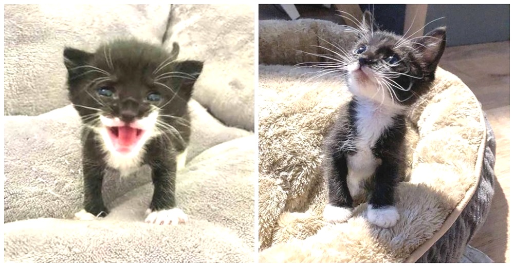 Demi, la dulce gatita que ronroneó feliz al ser rescatada tras el difícil rechazo de su madre