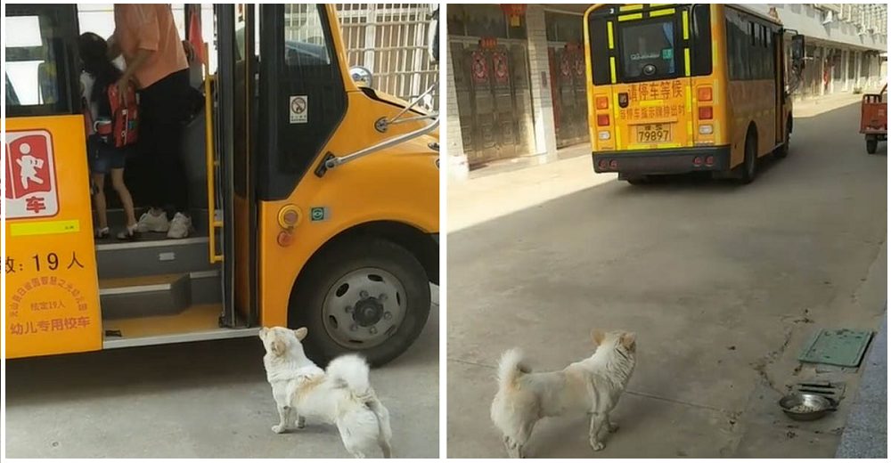 Perrito leal acompaña a su dueña a tomar el bus escolar cada día para saber que está a salvo