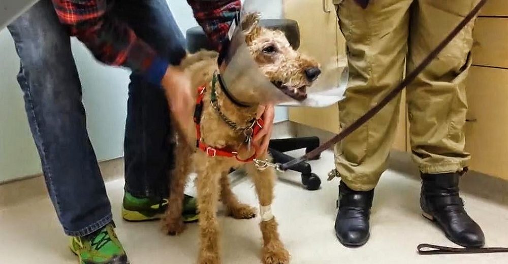 Perrito ciego ve por primera vez a su familia tras su cirugía y no puede contener su alegría