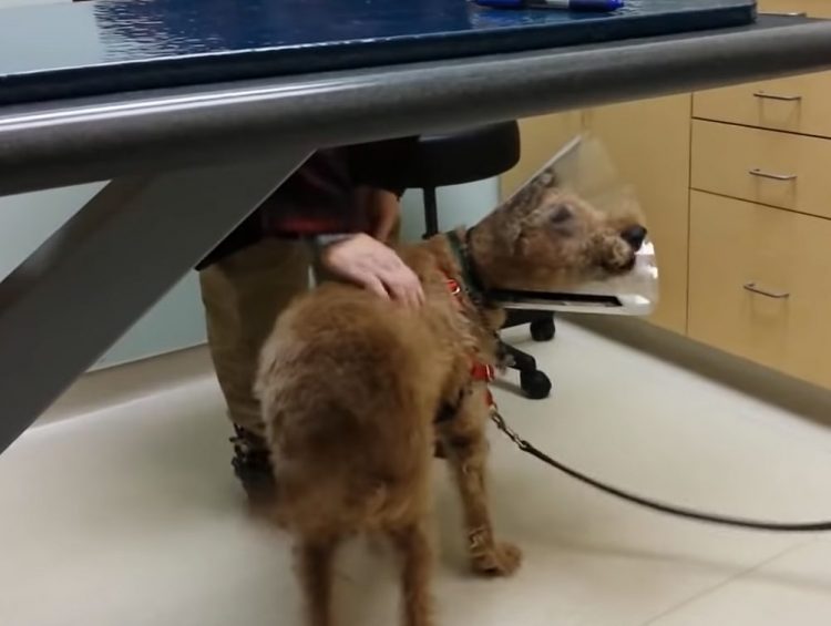 Duffy perro ciego por diabetes vuelve a ver a sus dueños