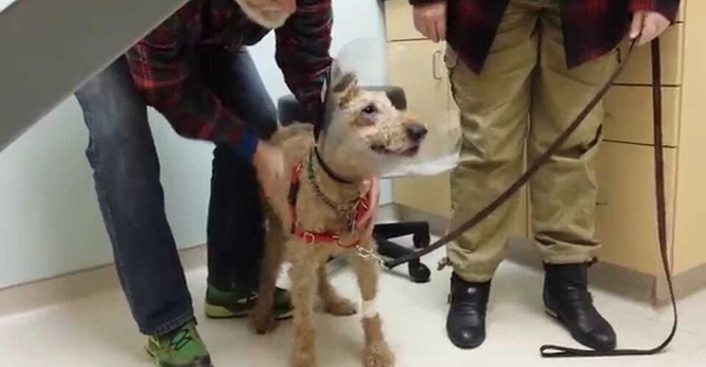 Operan a un perrito ciego y no puede contener la emoción cuando ve a su familia