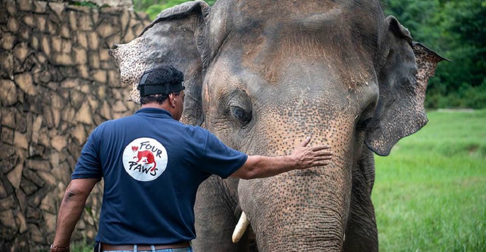 El elefante más solitario del mundo finalmente es liberado tras 35 años en un zoo