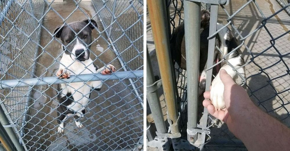 Pitbull a la que se le acaba el tiempo en un refugio extiende su patita para pedir ayuda