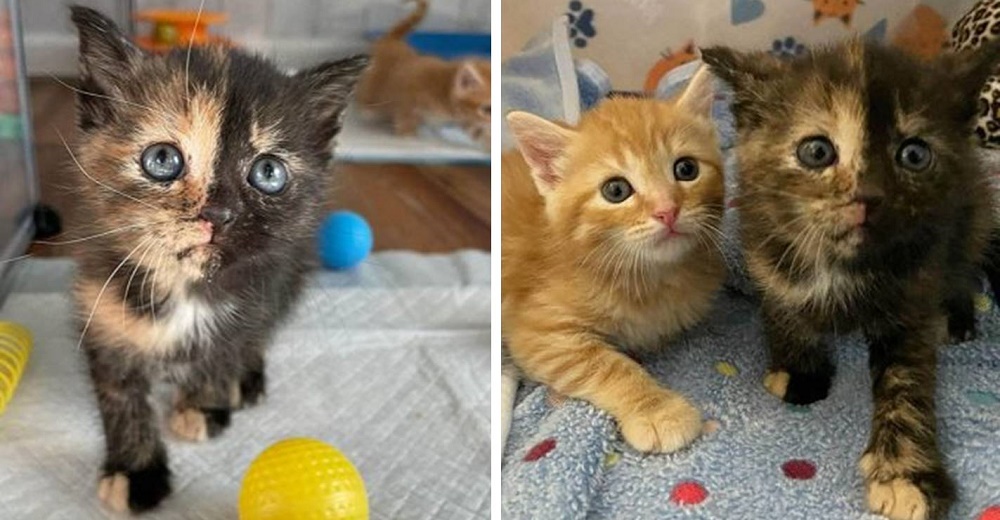 Dos gatitas rescatadas logran salir adelante gracias al amor de una familia